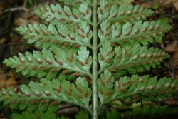 Asplenium gracillimum. Abaxial surface of lamina with broad ultimate segments, showing submarginal sori and indusia.  
 Image: L.R. Perrie © Leon Perrie CC BY-NC 3.0 NZ
